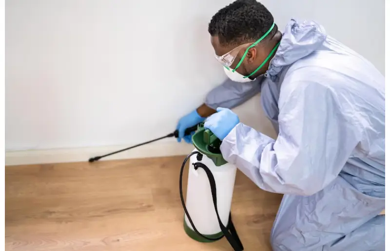 Cockroach Exterminator in Vaughan