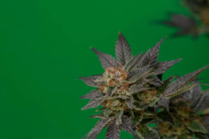 Budtender training