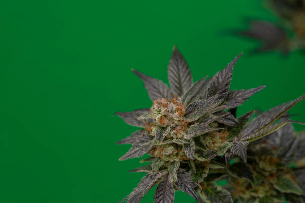 Budtender training