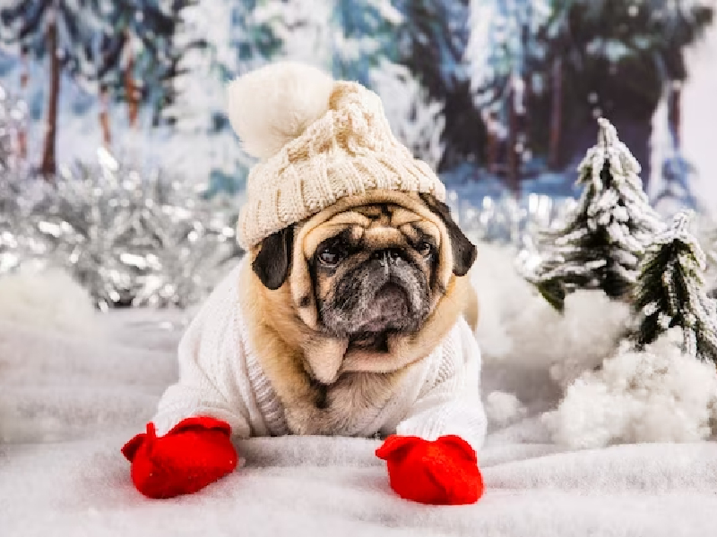 dog walking outfit winter