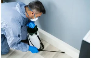 Cockroach Exterminator in Vaughan